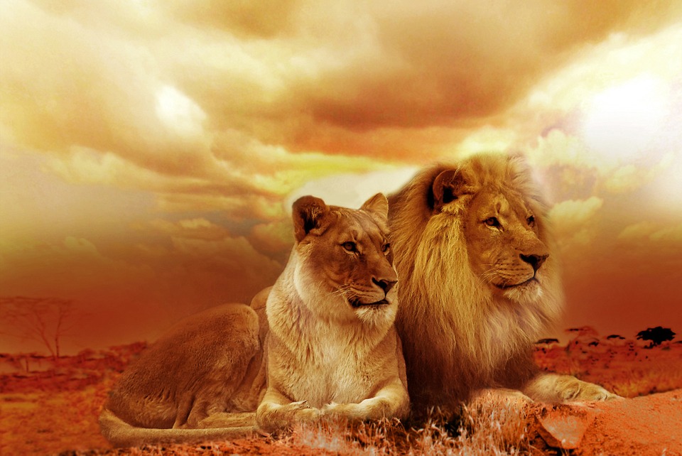 4lion5